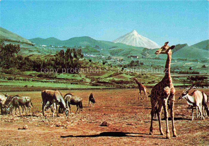 74031195 Giraffe Girafe Jirafa Giraffa-- Safari Park Kudu