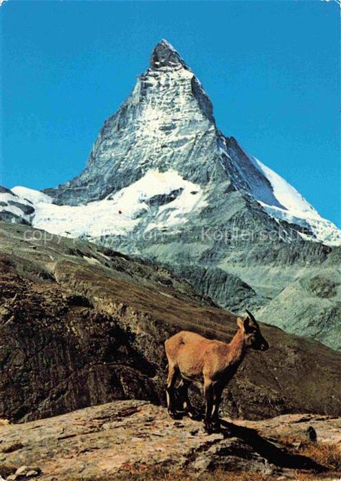 74031209 Gemse Chamois Gamuza Junger Steinbock Matterhorn