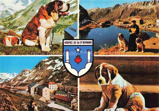 74032209 Hunde dogs chiens-- Hospice du Gd.St. Bernard