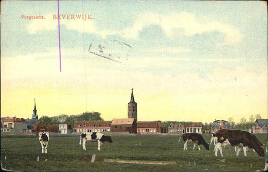 11758126 Beverwijk oublie les vaches de pâturage de l'église