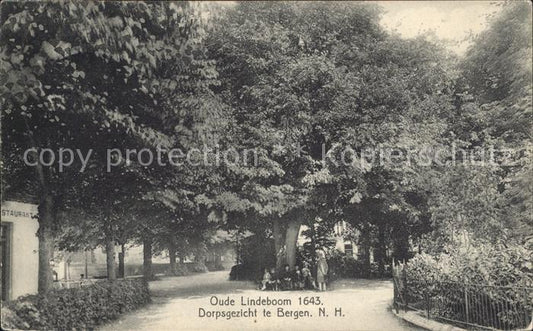 11758135 Bergen aan Zee Oude Lindeboom Vieux tilleul