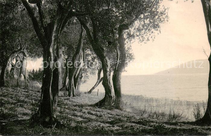 73680325 Lago di Garda Olivi