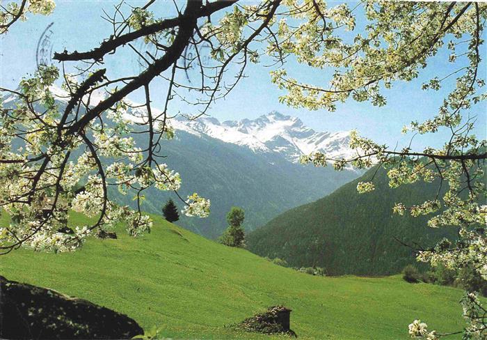 73978863 Pettnau Arlberg The Riffler framed in cherry blossom Sommerpanorama Bau