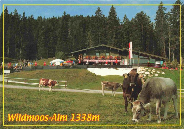 73978330 Wildmoos Seefeld Tirol AT Almwirtschaft Almvieh