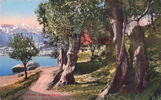 73979104 Torbole Lago di Garda IT 1000jaehrige Oliven