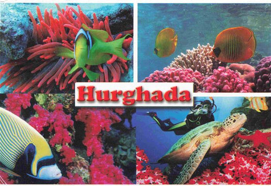 73980937 Hurghada Egypt Magic of the Underwater World