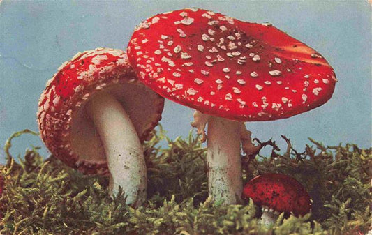 74004774 Pilze Champignons Mushrooms Setas Amanita muscaria Taeubling