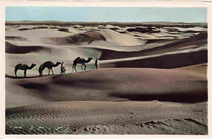 74011558 Kamele  Camel Chameau-- Tripoli Sahara reise