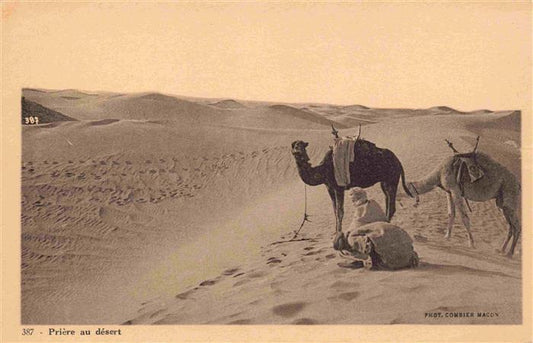 74011560 Kamele  Camel Chameau-- Priere au desert Gebet L'afrique