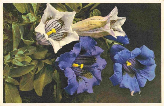 74011656 Blumen Flowers Fleurs Gentiana kochiana  Genziana di Koch Schweiz