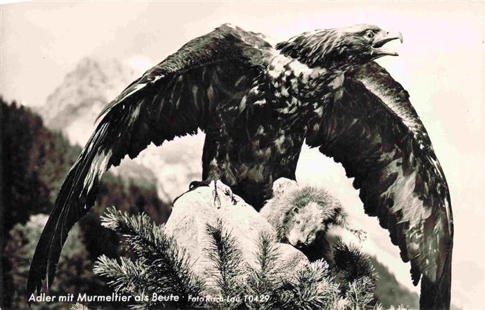 74011767 Adler Eagle Aigle Aguila-- Murmeltier Beute Foto Risch Lau Bregenz oest