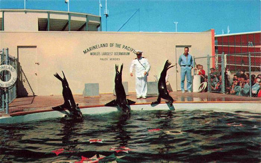 74012251 Seehunde Robben Marineland California sea lions