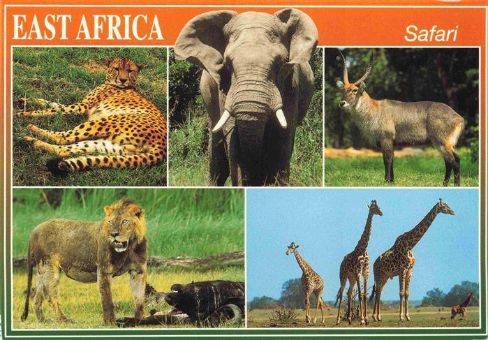 74012535 TIERE Animals Animaux Animales Animali-- Wildlife of africa Elefanten L