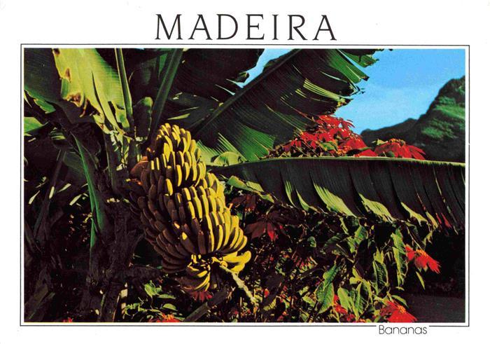 74013575 Bananen Bananeira Madeira