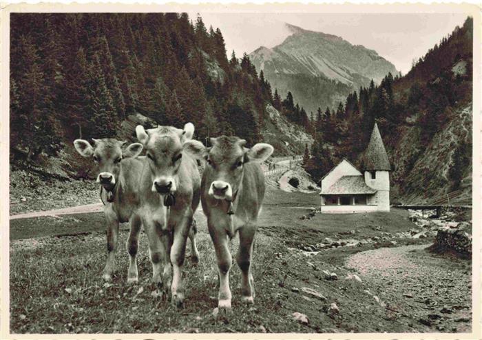 73984848 Steg Saminatal Liechtenstein Panorama Rinder Kapelle