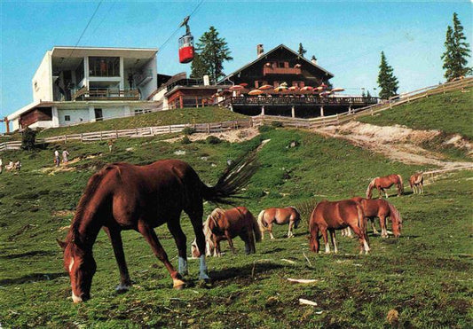 73985780 Seefeld Tirol Pferde bei der Rosshuette mit Hermelekopfbahn Bergbahn