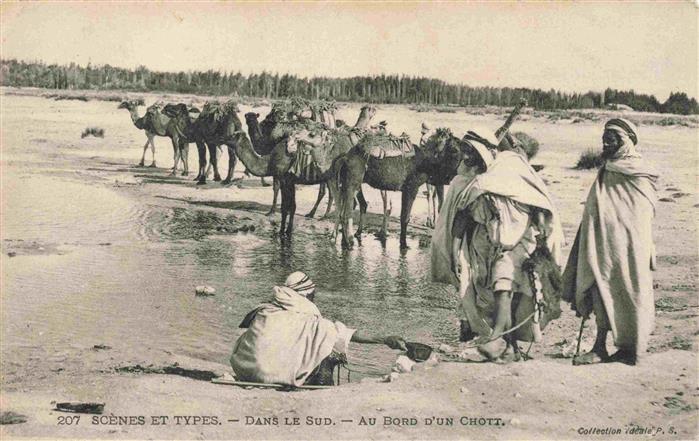 74025621 Kamele  Camel Chameau-- Scenes Types Dans Sud Au Bord Chott Afrika