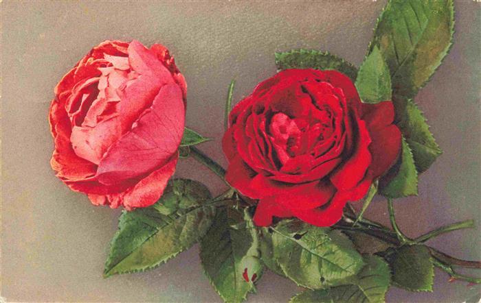 74025994 Rosen Roses Rosas-- Rot Litho