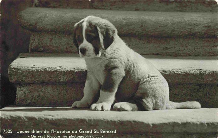 74026917 Hunde dogs chiens Jeune Hospice Grand St. Bernard Welpe