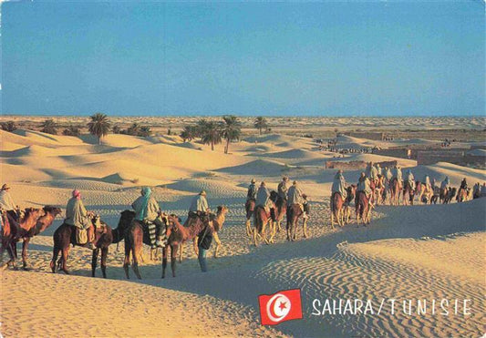 74026926 Kamele  Camel Chameau-- Sahara Tunisie