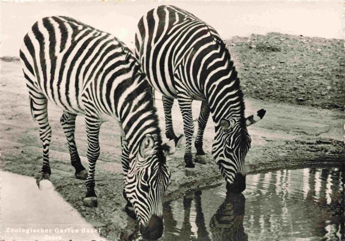 74027218 Zoo Gardin Zoologique-- Basel Zebra