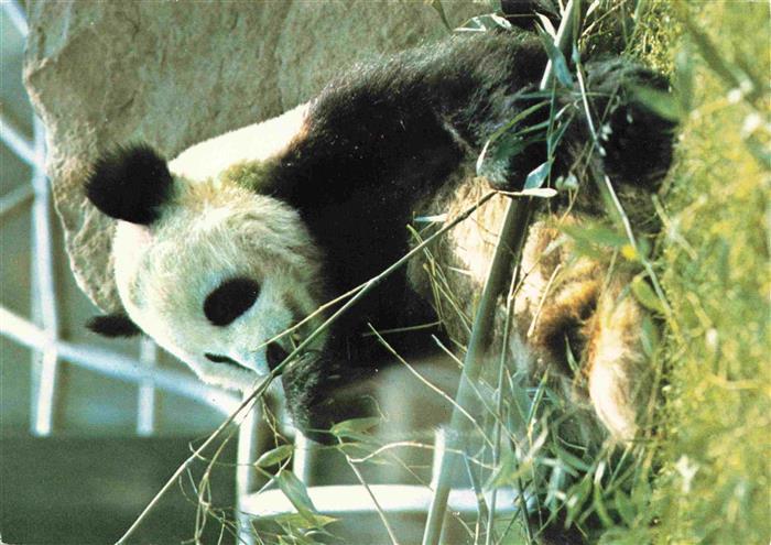 74007158 Panda Bear Zoo Berlin Bambou