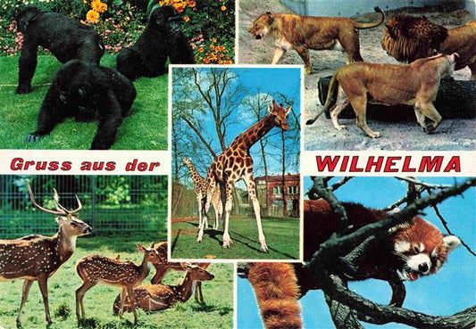 74007159 Zoo Gardin Zoologique-- Bad Cannstatt Wilhelma Gorilla Lion Axishirsc