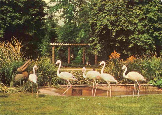 74007162 Zoo Gardin Zoologique-- Karlsruhe Stadtgarten Flamingos