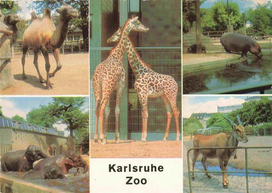 74007167 Zoo Gardin Zoologique-- Karlsruhe Camel Elephant Giraffe Hippopotamus Elen