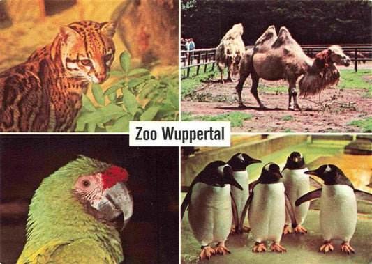 74007169 Zoo Gardin Zoologique-- Wuppertal Ozelot Bactrian camel Military macaw Donkey