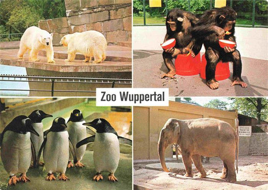 74007170 Zoo Gardin Zoologique-- Wuppertal Polar bear Chimpanzees Gentoo penguins asi