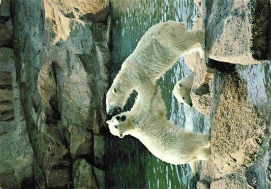 74007190 Zoo Gardin Zoologique-- Berlin Polar Bears