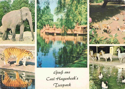 74007194 Zoo Gardin Zoologique-- Carl Hagenbeck Hamburg Stellingen Elephant Lam