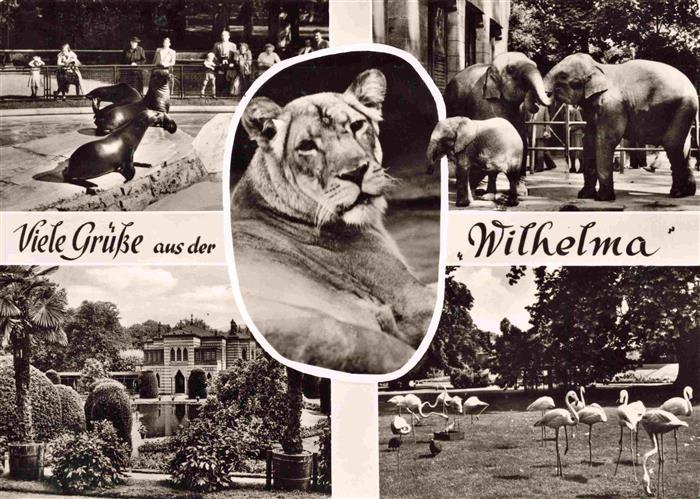 74007195 Zoo Gardin Zoologique-- Wilhelma Stuttgart Bad Cannstatt Seeloewe Elefa