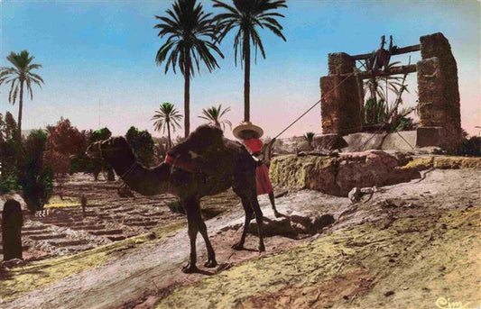 74032490 Kamele  Camel Chameau-- Artistique L Afrique Arrosage palmeraie