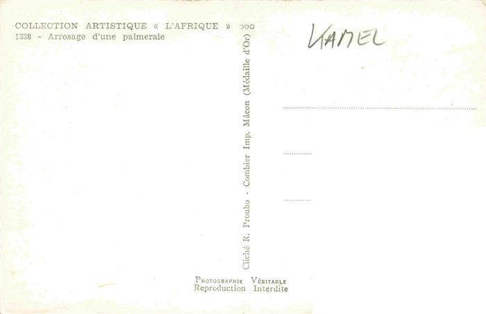 74032490 Kamele  Camel Chameau-- Artistique L Afrique Arrosage palmeraie