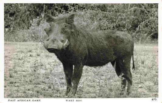 74032521 Wildschwein Wild Boar Sanglier Jabali Cinghiale-- Wart Hog East African