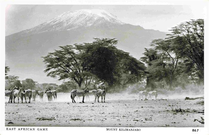 74032524 Zebras Zebre Cebra-- Mount Kilimanjaro Afrika