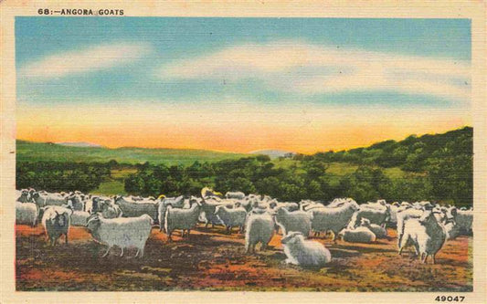 74026015 Schaeferei Sheperding Bergerie-- Angora Goats Texas USA