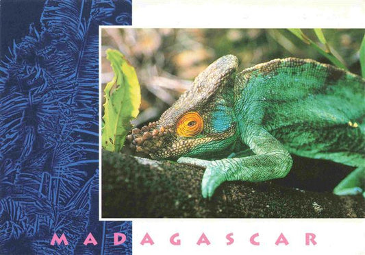 74026063 TIERE Animals Animaux Animales Animali-- Cameleon Madagascar