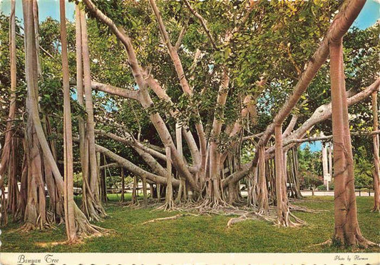 74027909 Baeume Trees Arbres Arboles Banyan Florida