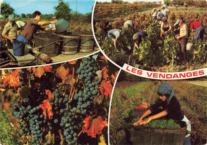 74028651 Wein Wine Vin Vino-- les vendanges