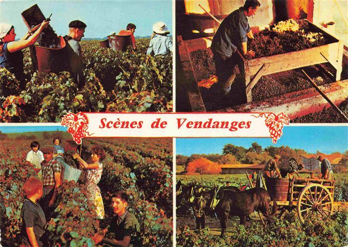 74028230 Wein Wine Vin Vino-- Scenes de Vendanges