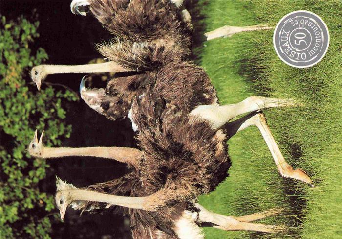 74028231 Vogel Strauss Ostrich Autruche Struzzo Avestruz-- Villars les Dombes