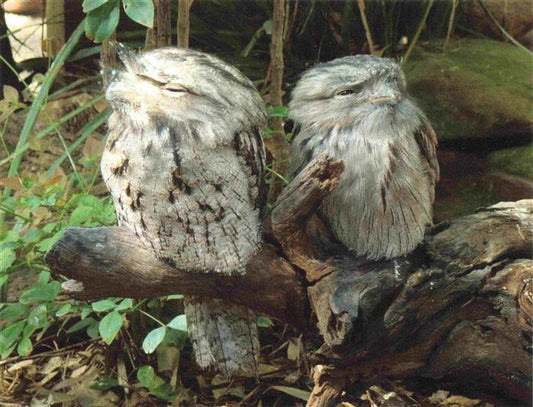 74030057 Eule Owl Hibou Chouette-- Tawny Frogmouth Australia New Gunea