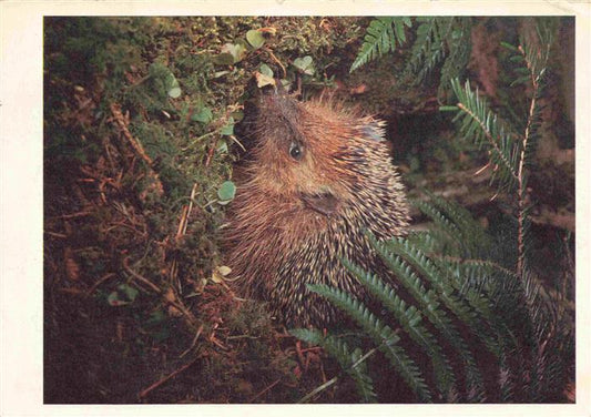 74030171 Igel Hedgehog Herisson Erizo-- Walde Riccio nel bosco