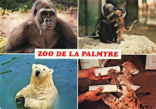 74030184 Zoo Gardin Zoologique-- la Palmyre Gorille singes ours Pumas