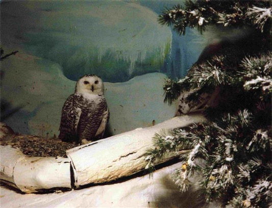 74030684 Eule Owl Hibou Chouette-- Snowy Owl Bubo scandiacus Canada USA