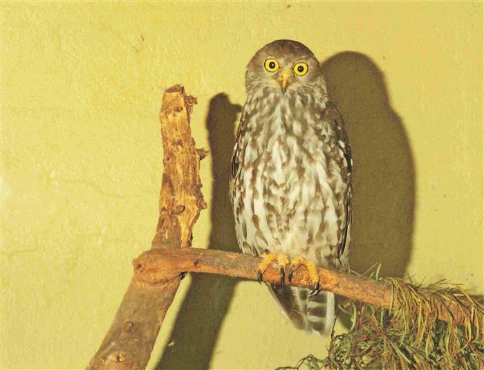 74030687 Eule Owl Hibou Chouette-- Barking Owl Azstalia Papua New Guinea