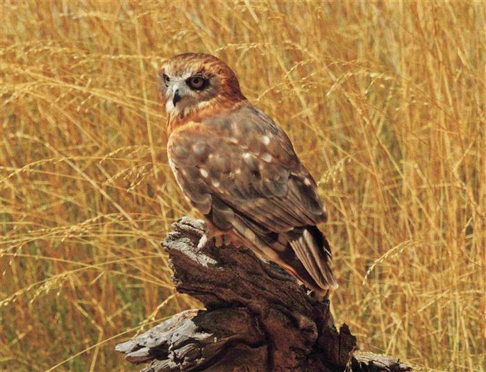 74030698 Adler Eagle Aigle Aguila-- Southern Boobook Mopoke Morepork Ruru Austra